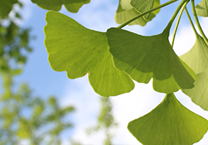 Ginkgo Biloba Extract CP2015