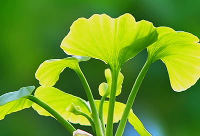 Ginkgo Biloba Extract 24%  in House