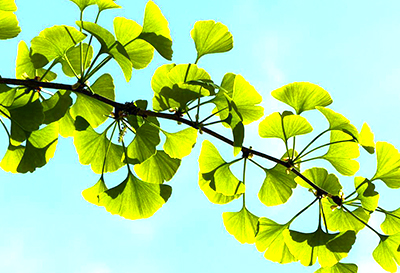 Ginkgo Biloba Extract USP38