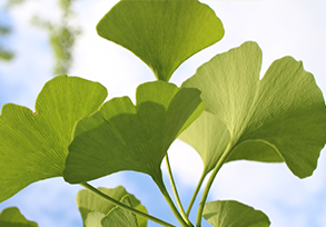 Ginkgo Biloba Extract CP2015