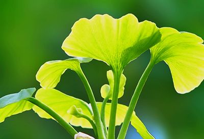 Ginkgo Biloba Extract 24%  in House