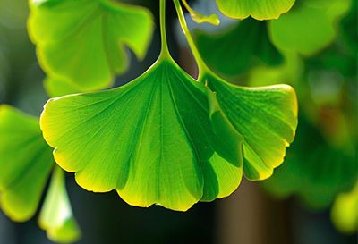 Ginkgo Biloba Extract 24% 6%