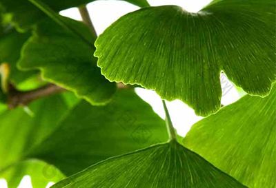 Ginkgo Biloba Extract CP2020/ USP43