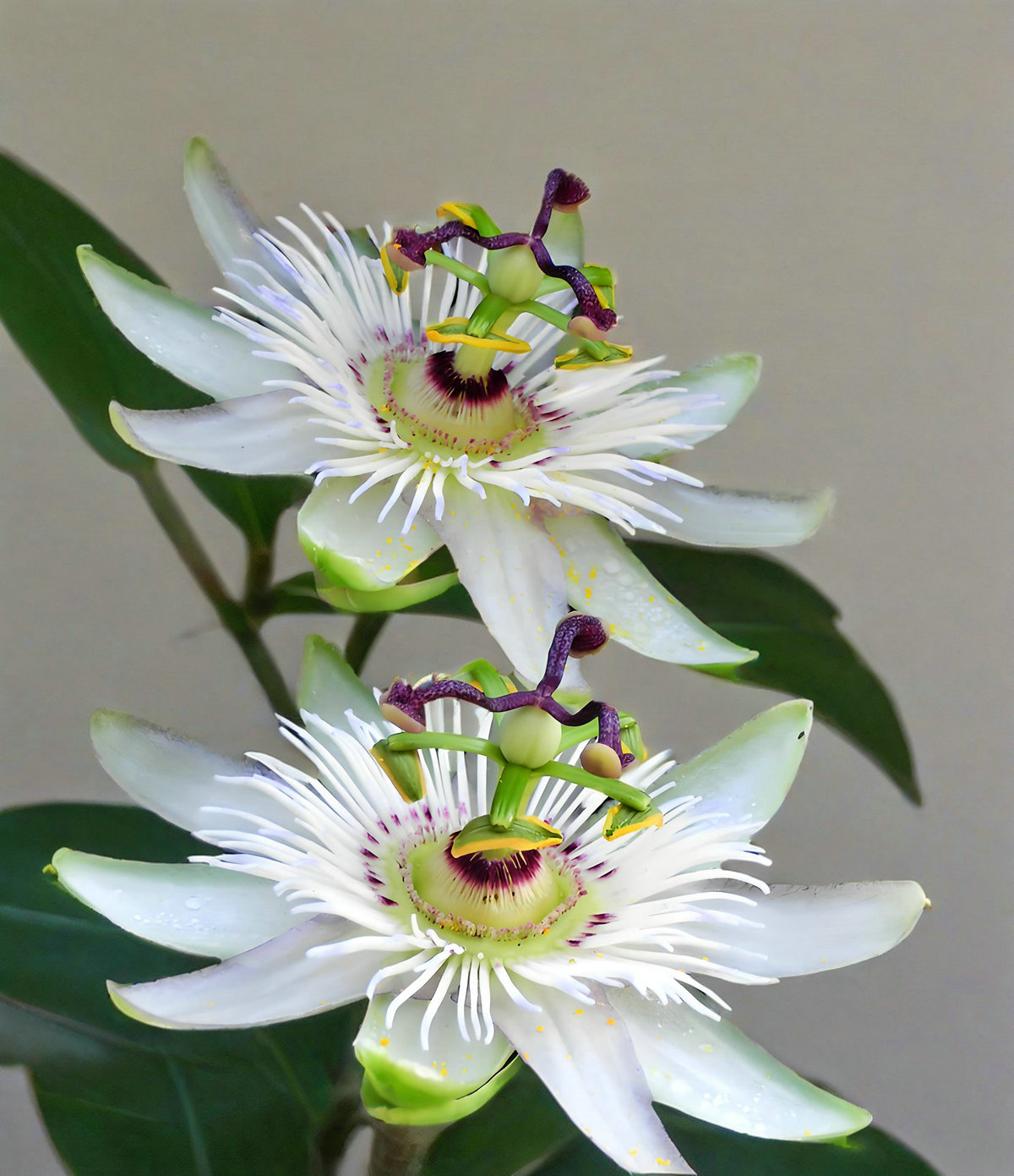 Pelargonium Sidoides Extract