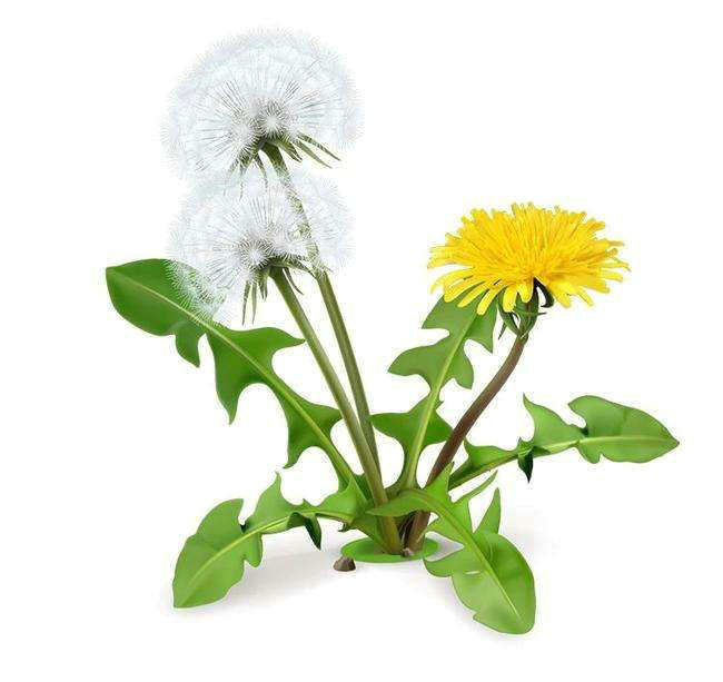 Dandelion Extract