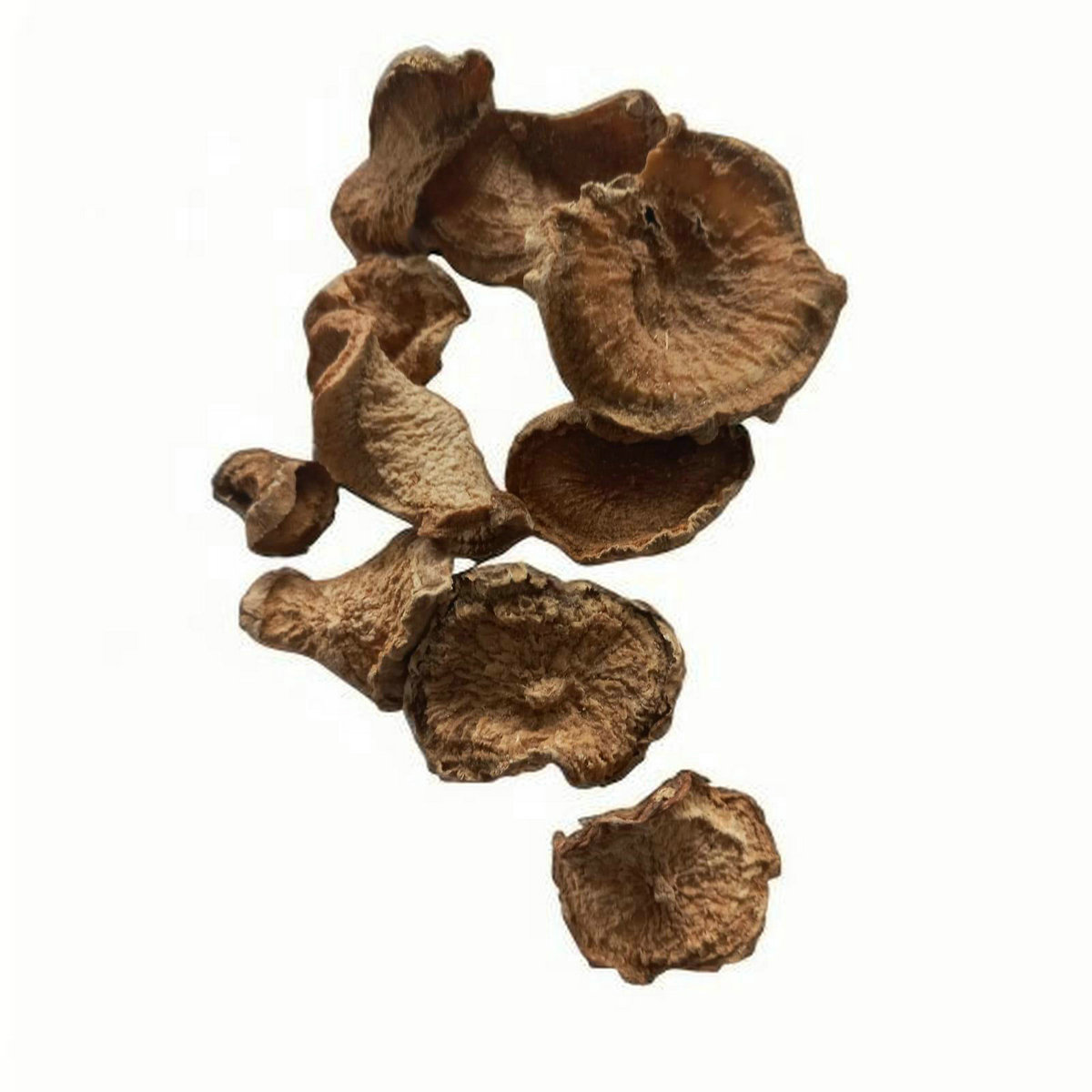 Devil's Claw Extract