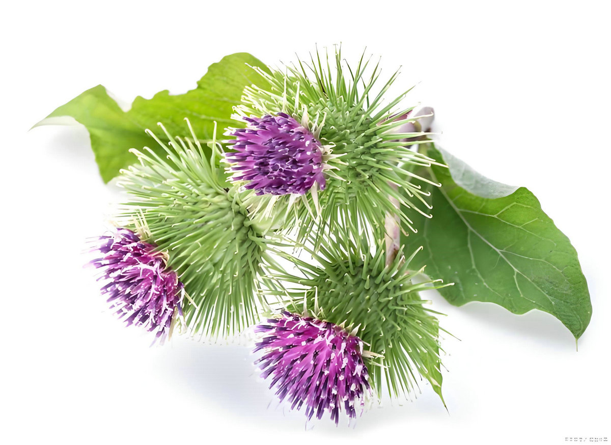Burdock Extract