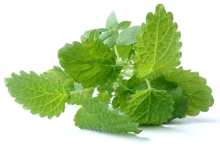 Lemon Balm Extract