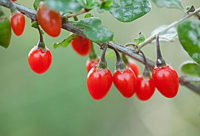 Organic Astragalus Root Extract